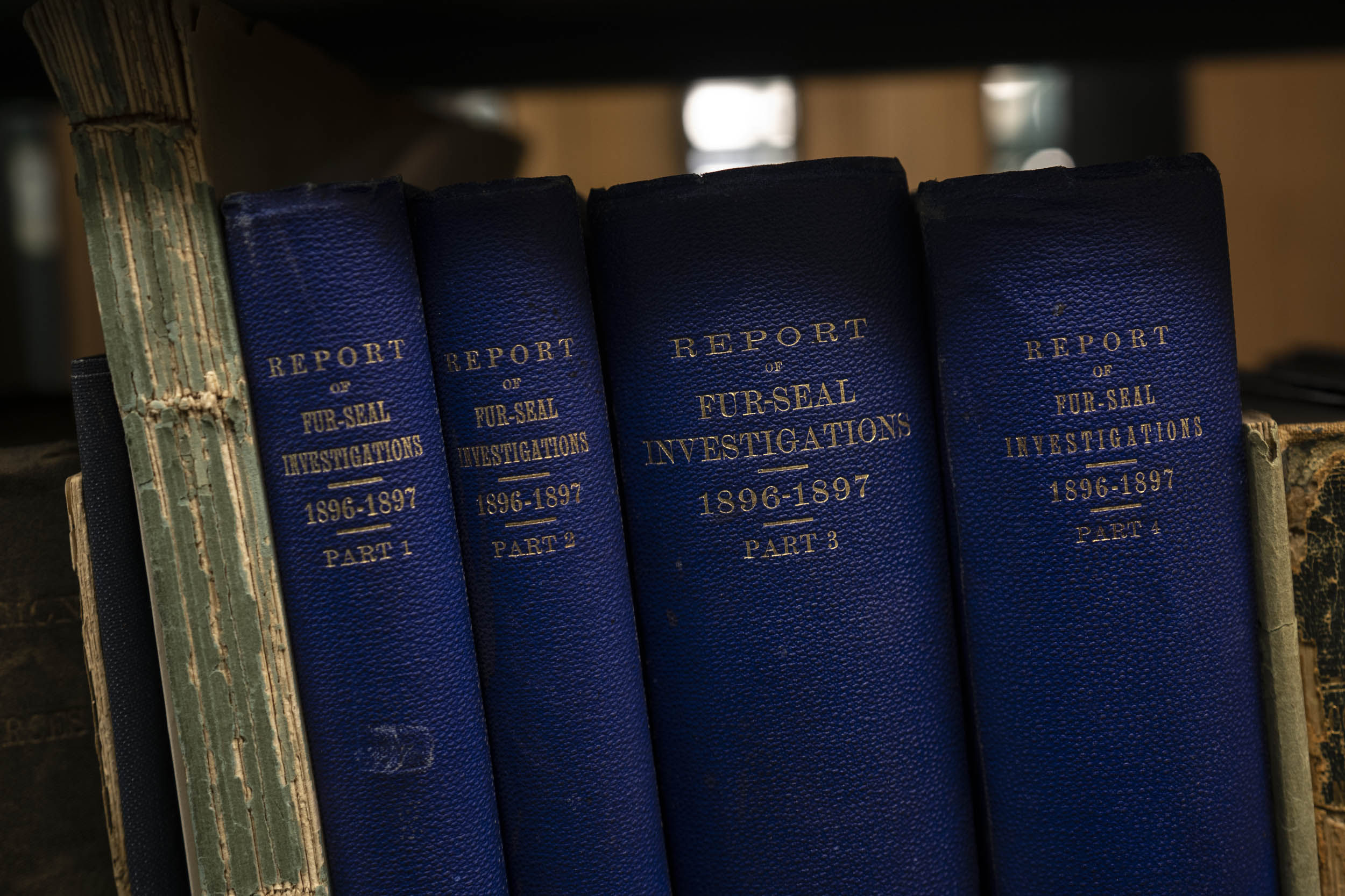 Books are being relocated either to Clemons Library or the Ivy Stacks, where these 19th-century reports will go. Dark blue books, volumes 1 through 4 of the Repot of Fur-seal Investigations